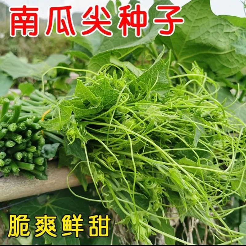 专吃南瓜藤种子 春季播种南瓜蔬菜种子专吃南瓜藤茎嫩叶瓜果种子
