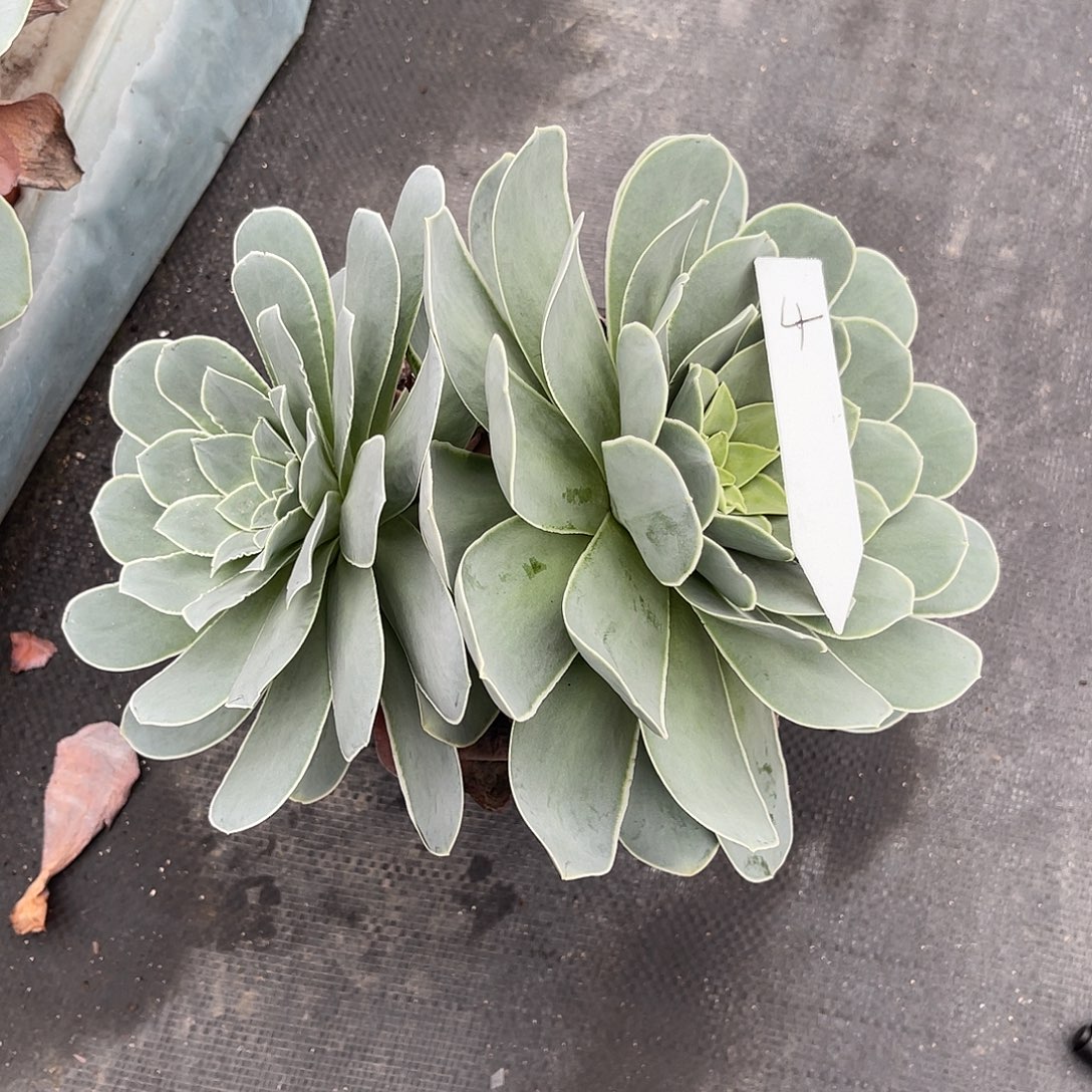 山地玫瑰一物一拍拖土发4号，不包断侧芽