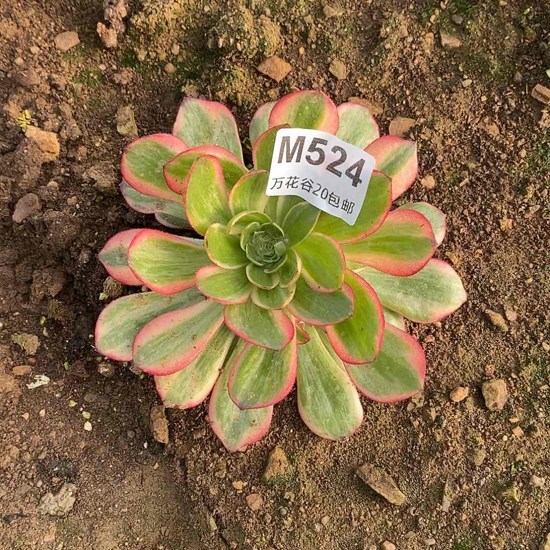 524黑魔锦多肉植物
