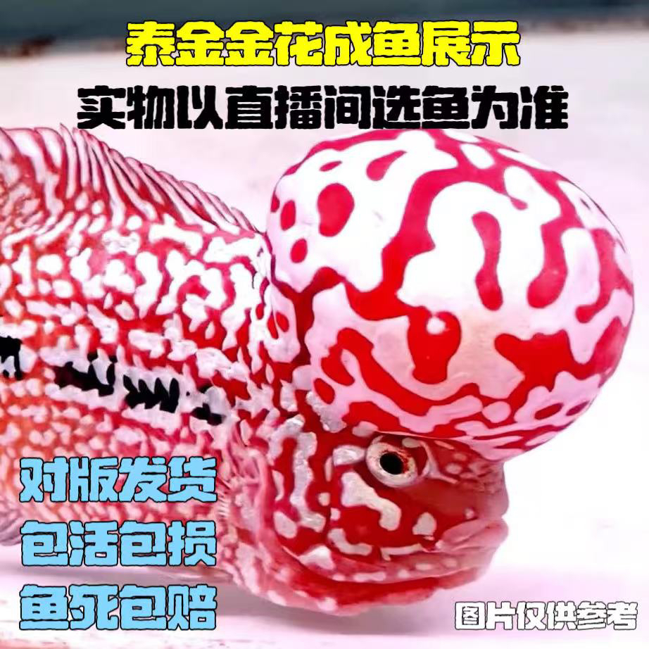 罗汉鱼苗起头大苗纯种爆头热带观赏鱼好养活