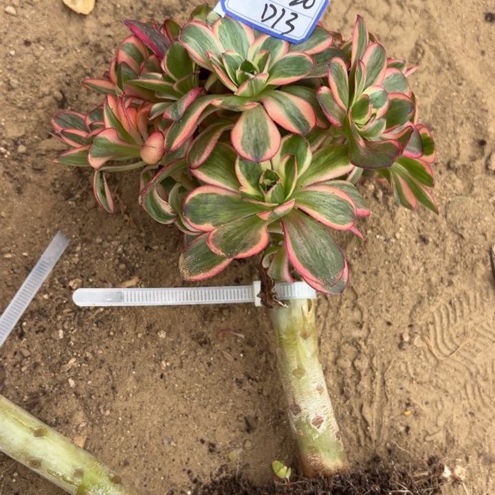 ✿****?魅金玫瑰锦多肉断枝不包13