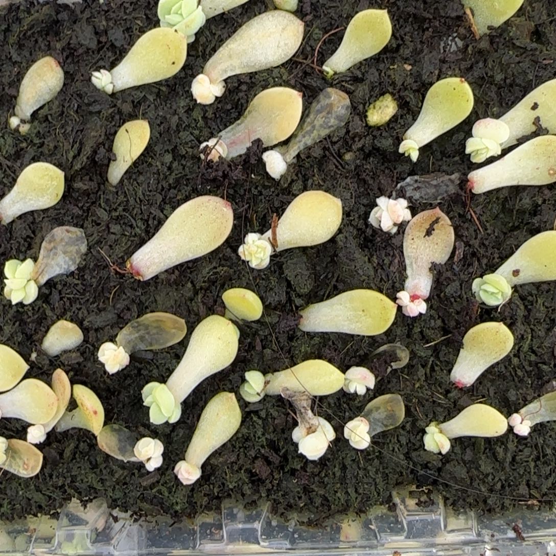 3个如意芝麻穴满25包邮