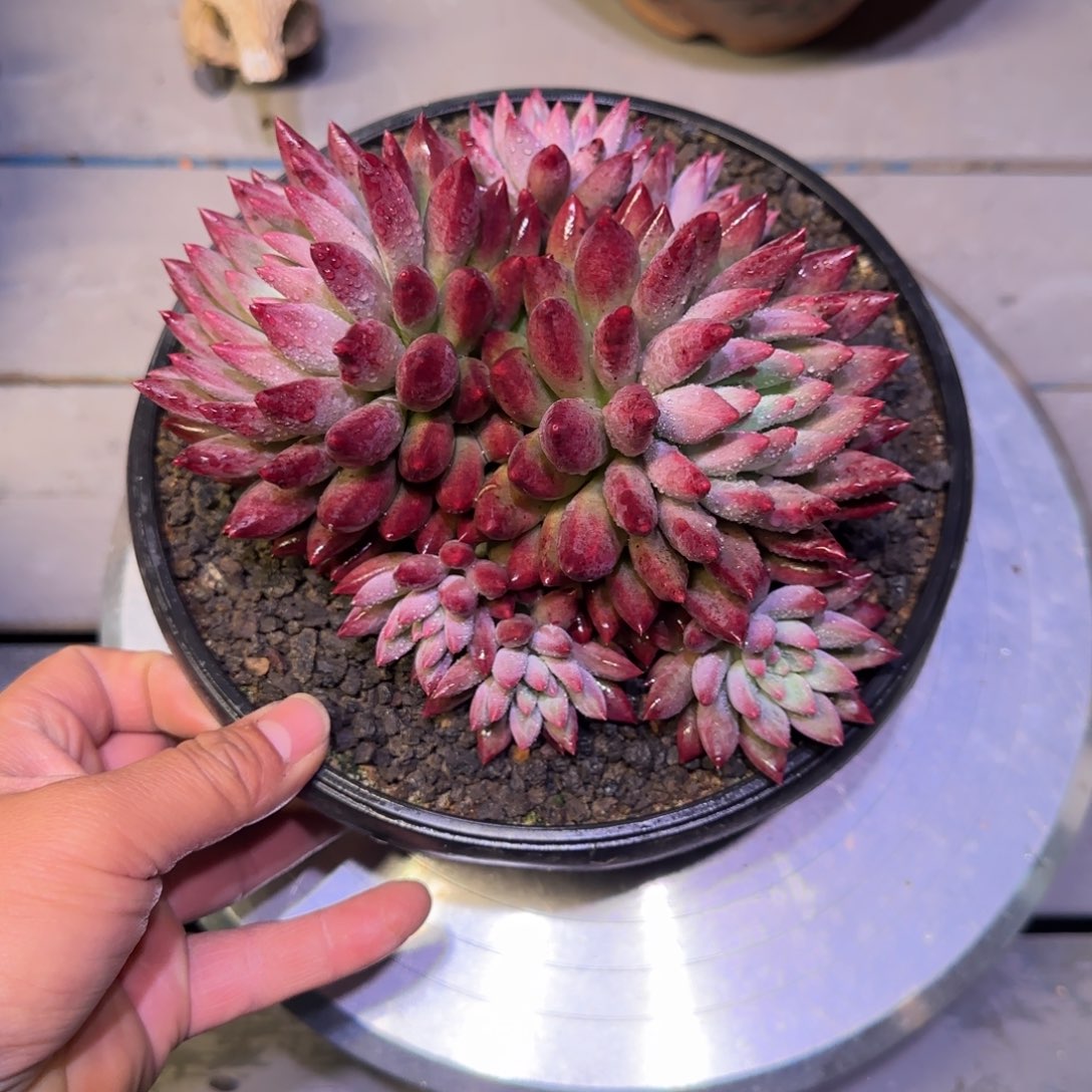 无花朵多肉植物一物一拍