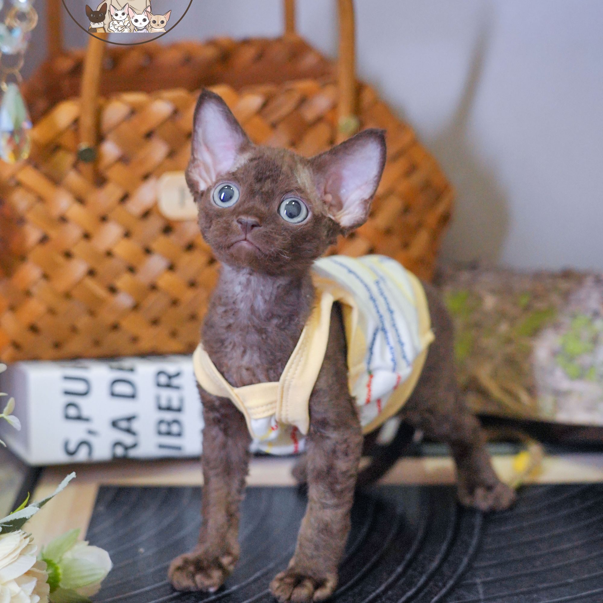 纯咖德文弟弟两个月