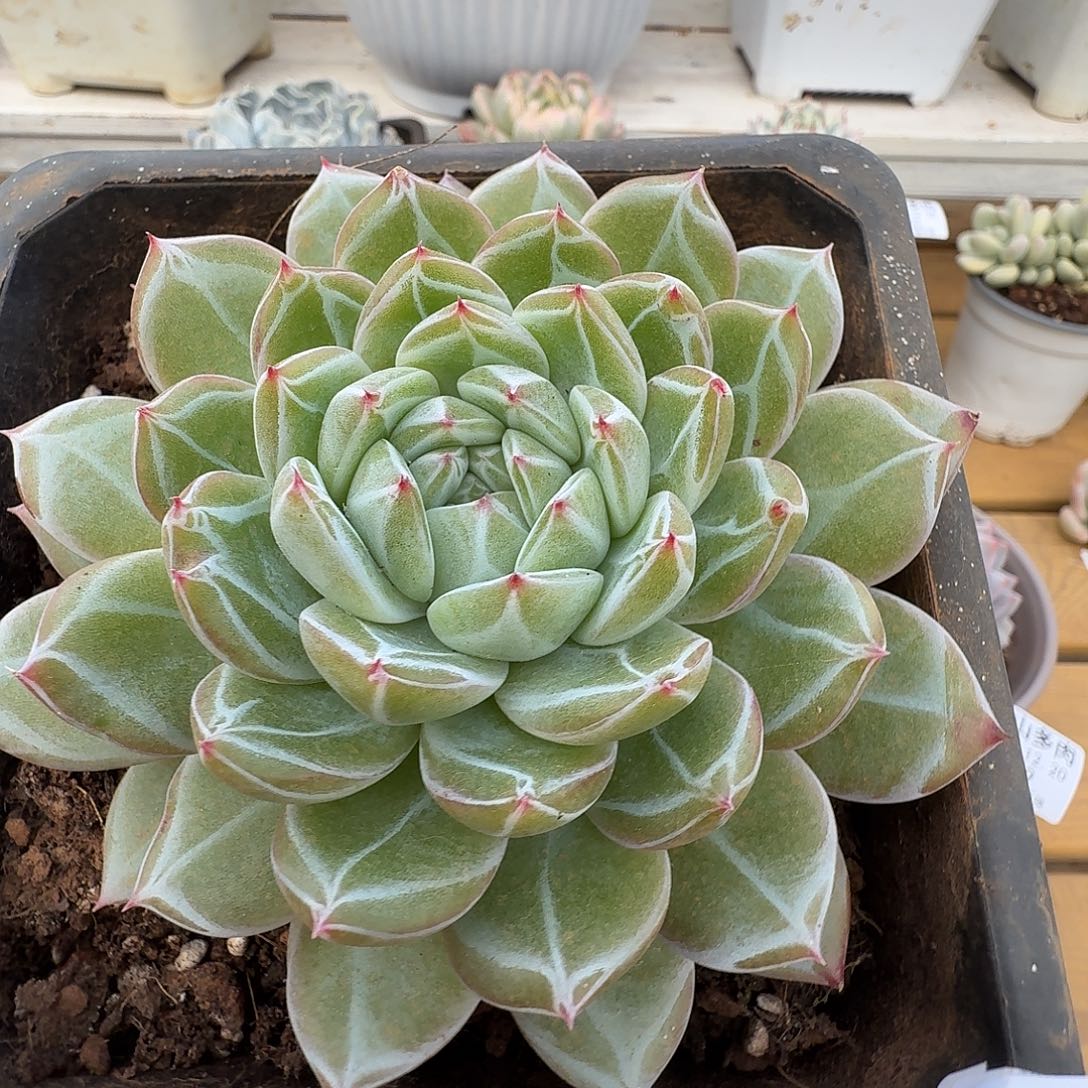 雪花珍妮1111220-130