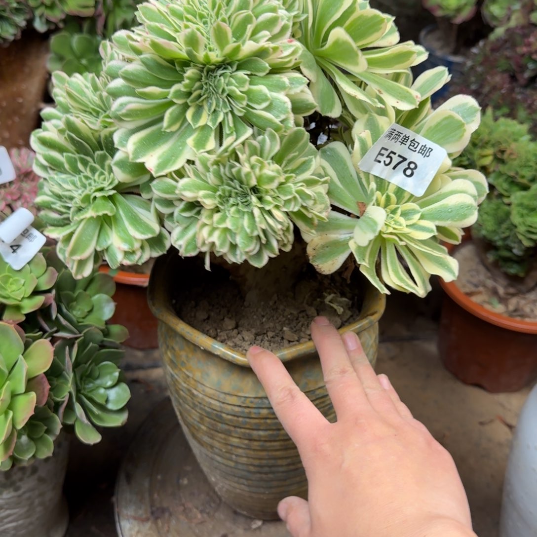 578迈巴赫缀化法师多肉