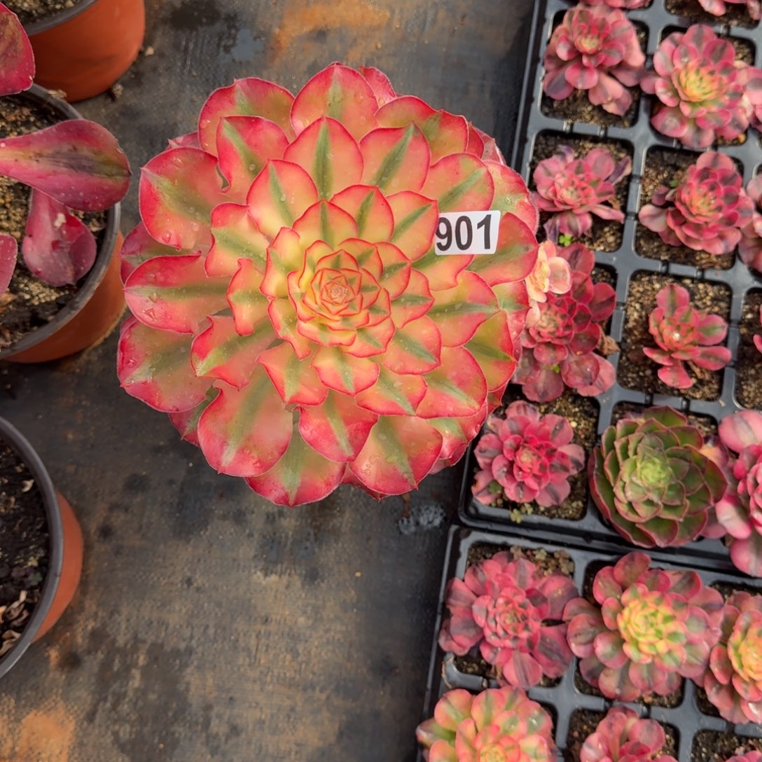 金***城901多肉植物爱丽丝有砍