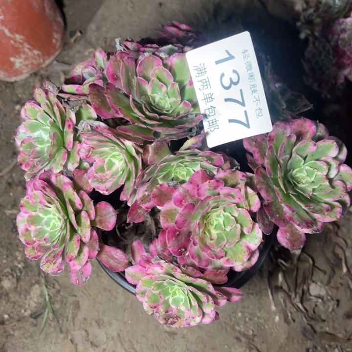 1377霁月的人多肉的