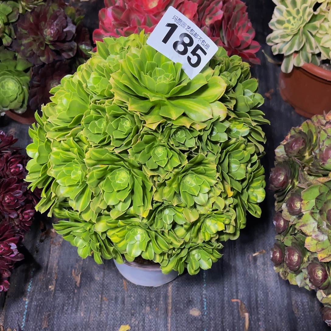 法师法师3//9包邮法师x