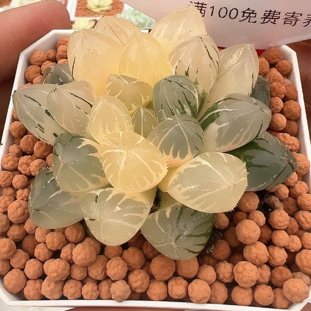 188号OH玉露锦多肉植物