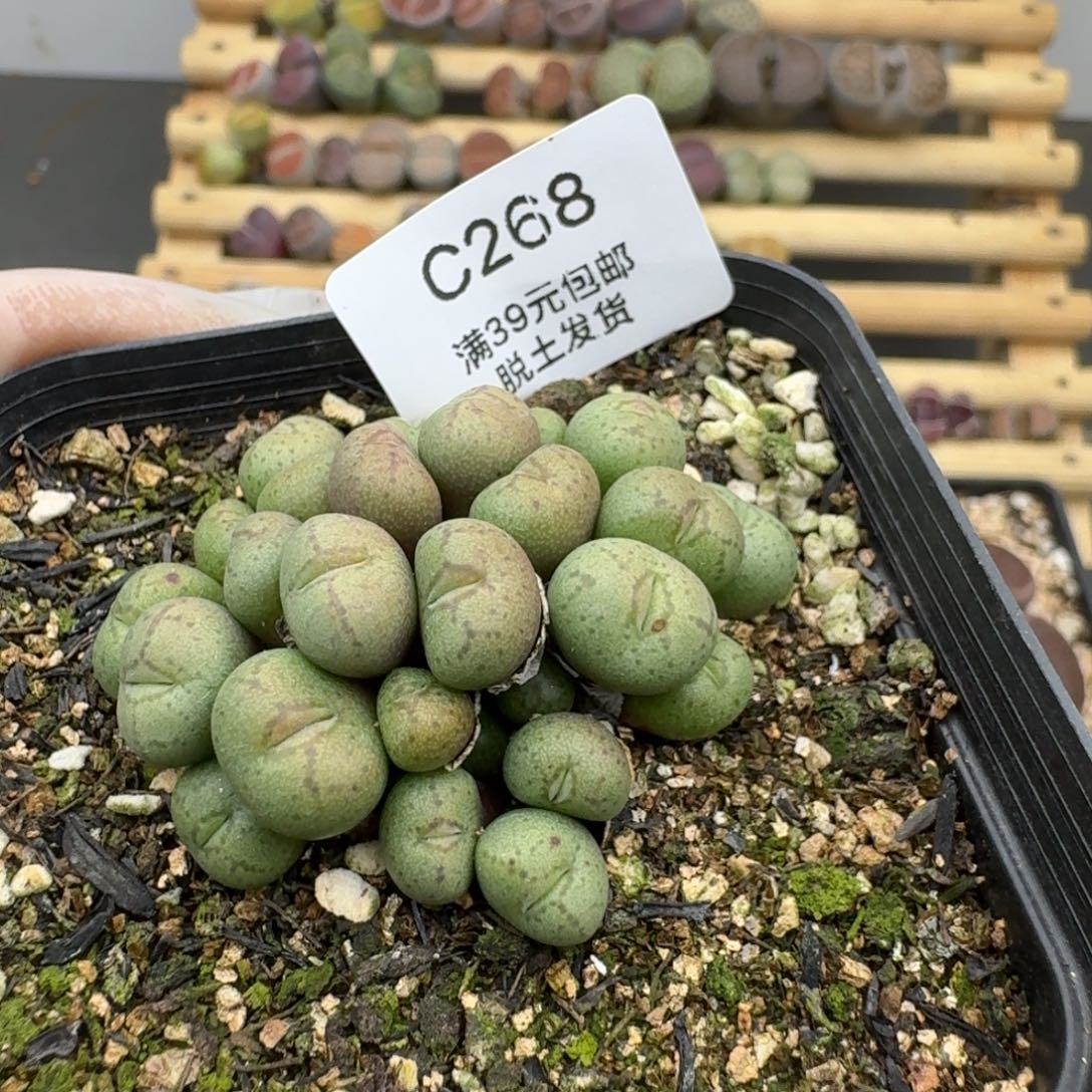 268肉锥多肉哈哈哈