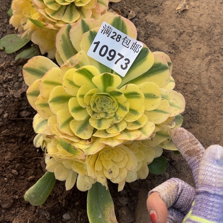 10973南雪莲多肉植物