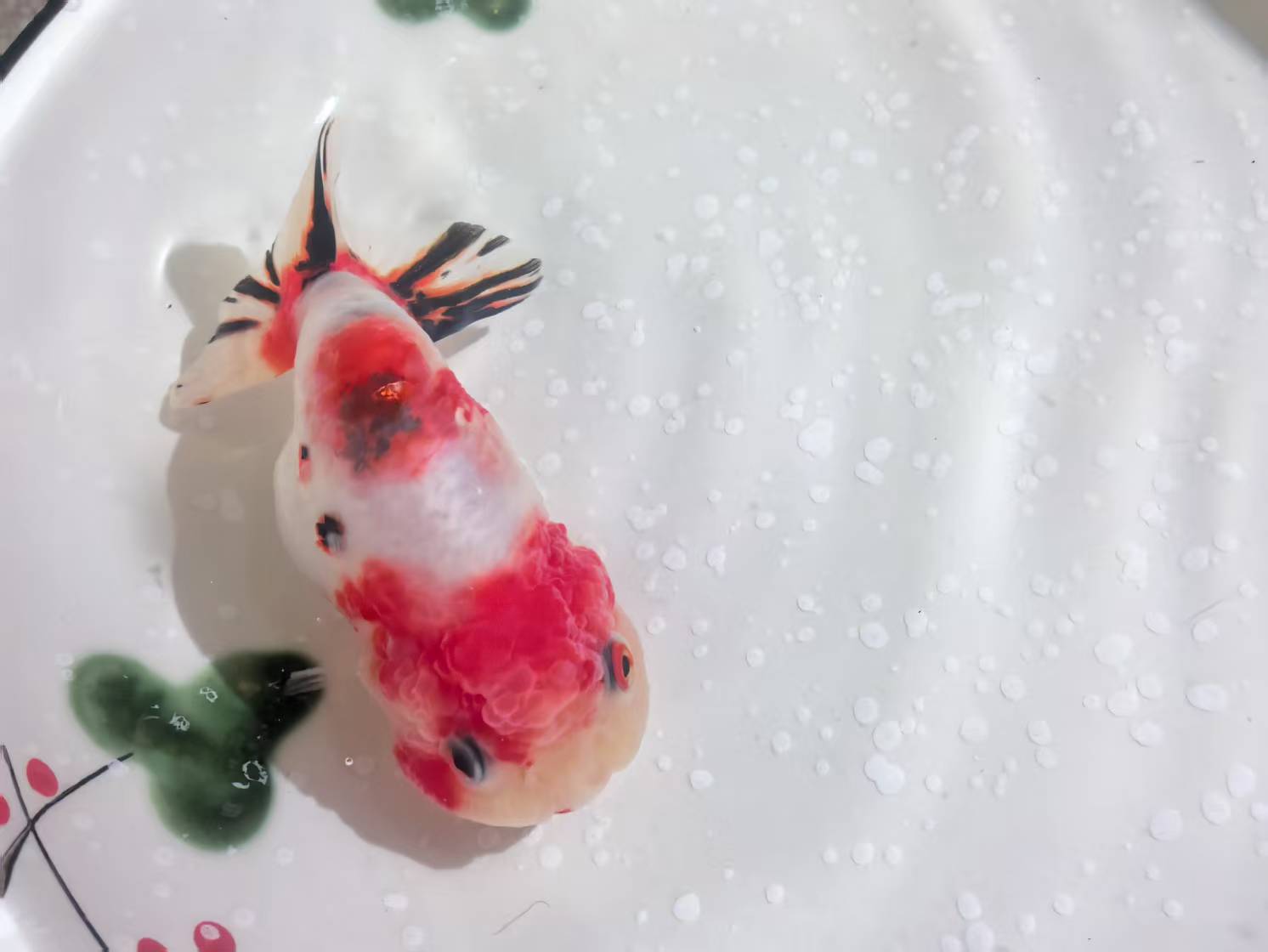 精品兰寿或双色玛丽1条，无完整开箱视频无售后