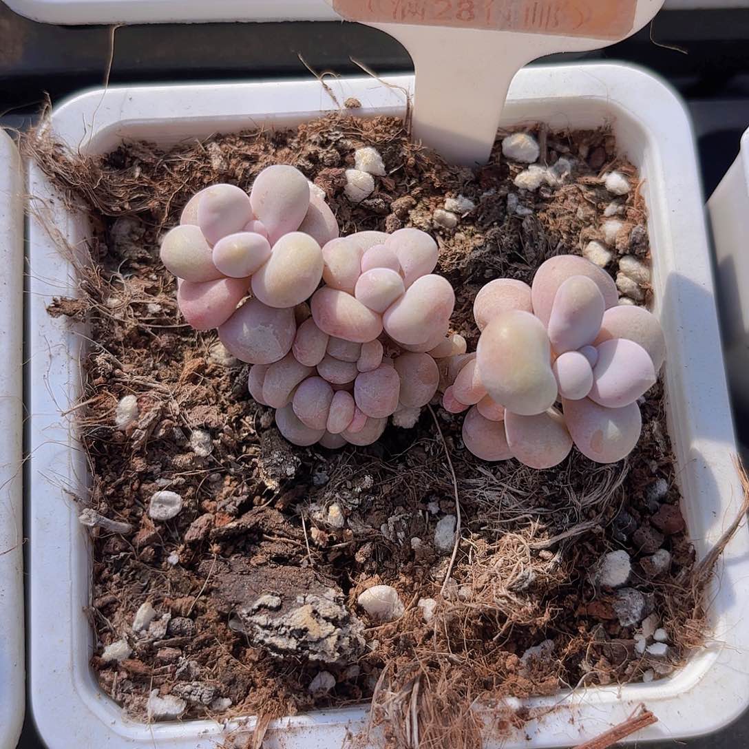 E177奶酪一物一拍