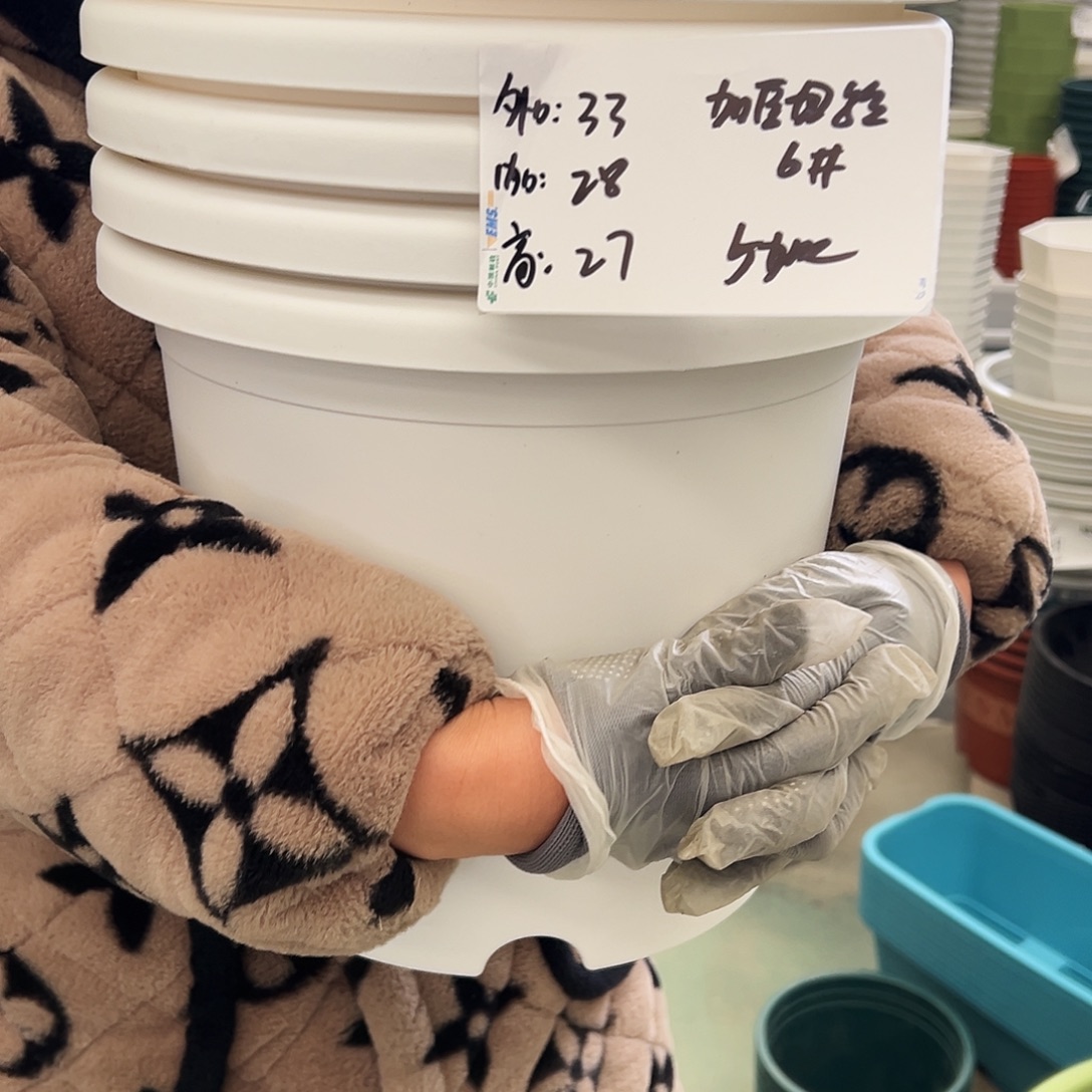 四季盆6#白色5个（含托盘）