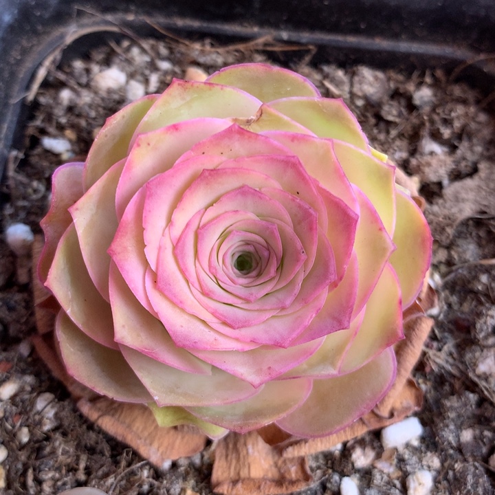 一物一拍星辰油画177