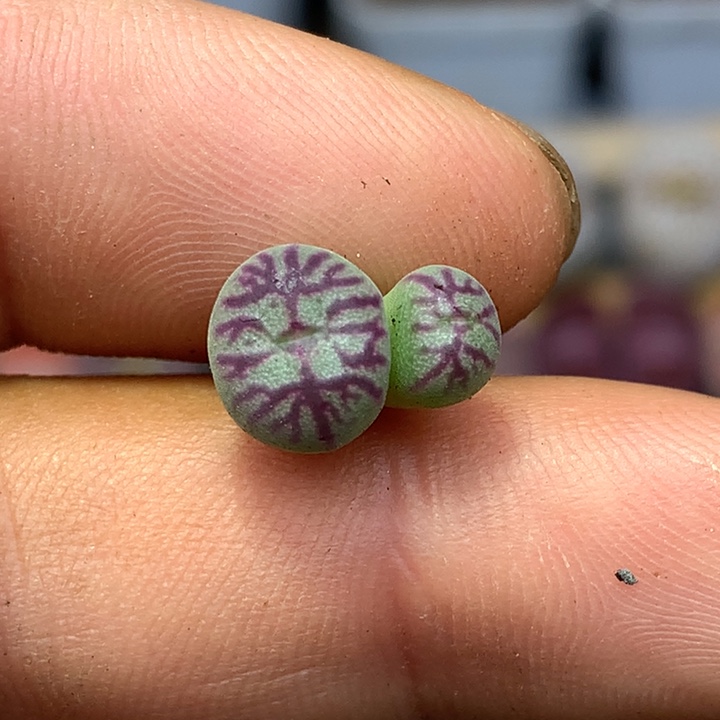 精品多肉植物少将杂