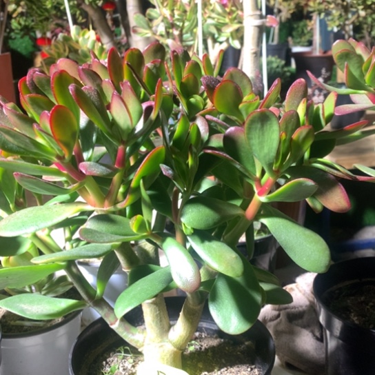 用****4R5紫叶脱土发货