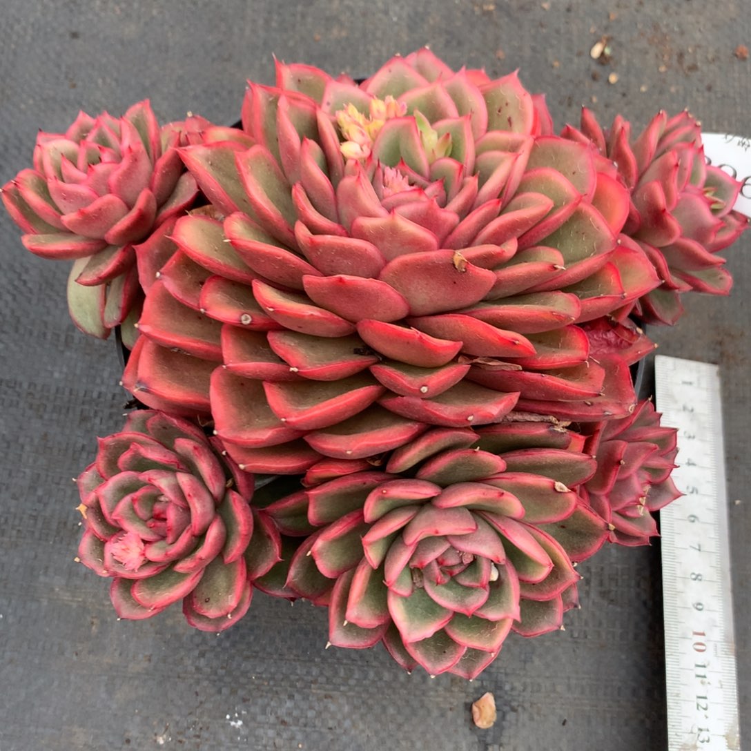 2966杂交多肉植物