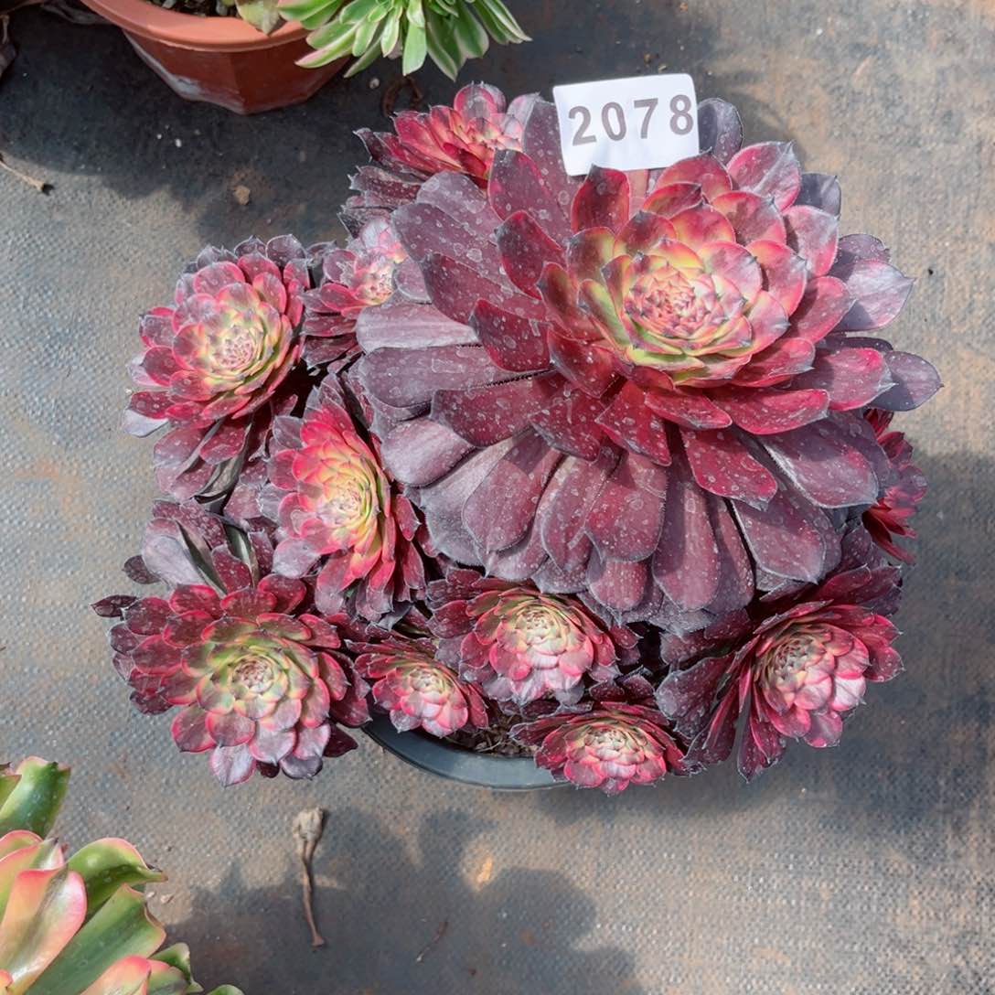 烟花老庄多肉不售后