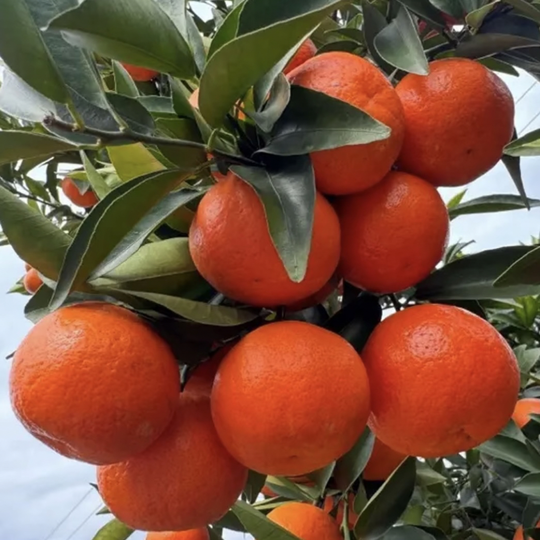 【清甜小橘子】正宗世纪红小橘子果园直发新鲜水果