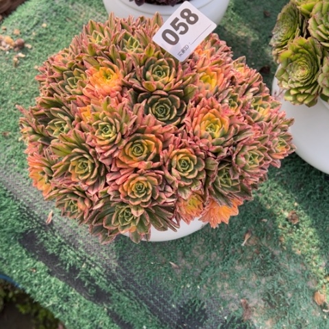 欣**奶058甜茶朵朵多肉，