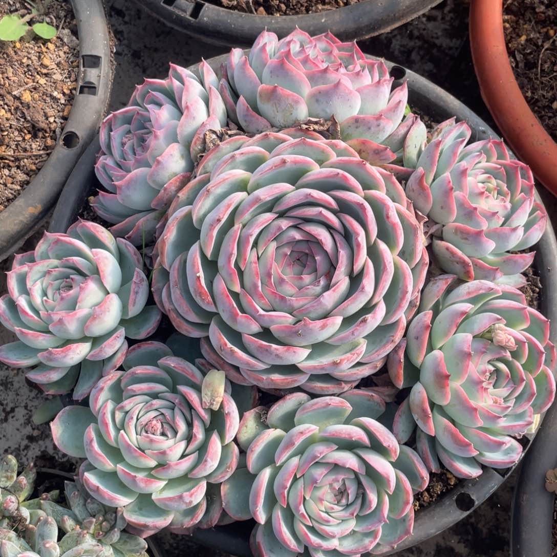 法兰西玫瑰 侧影 一物一拍