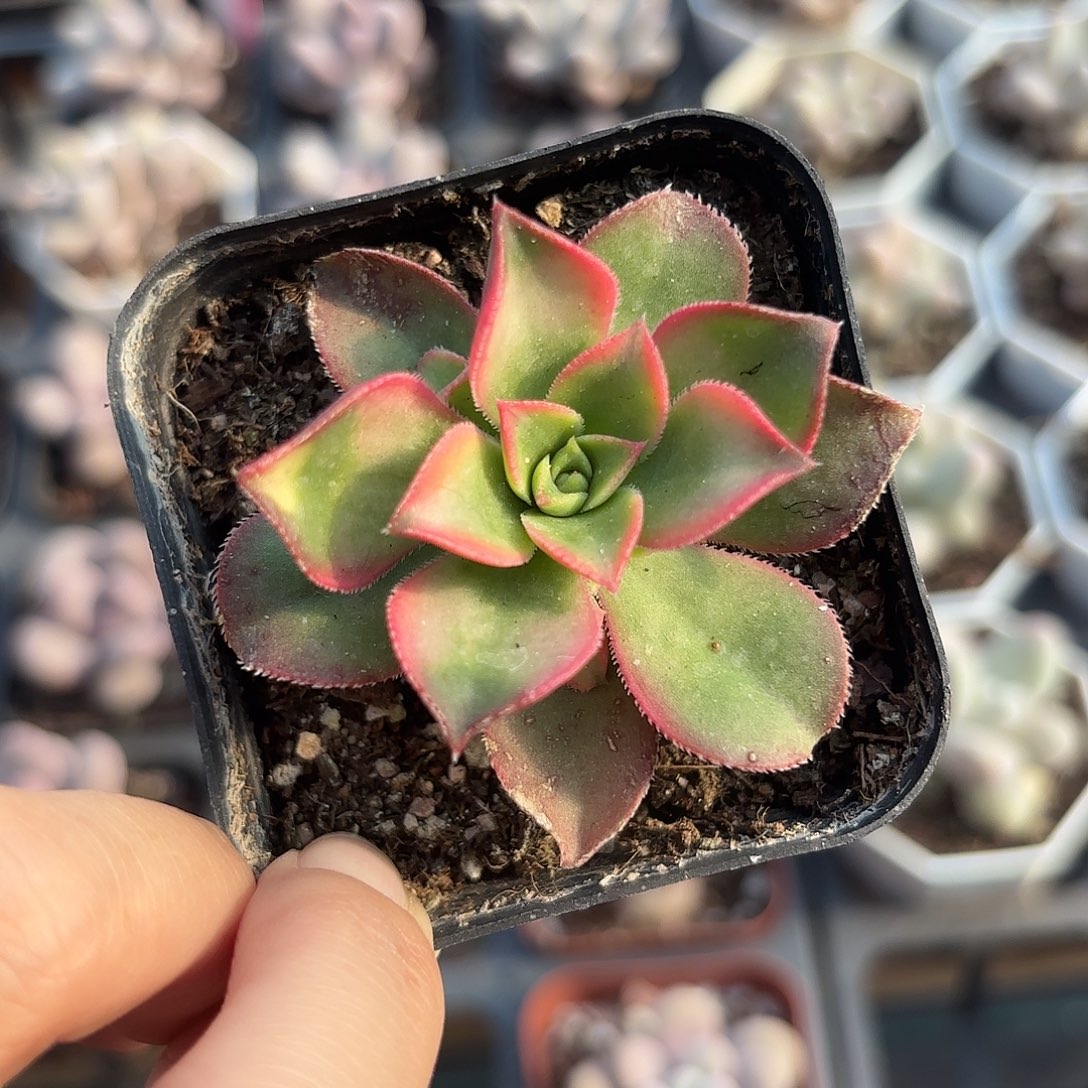 精品艳日辉多肉植物