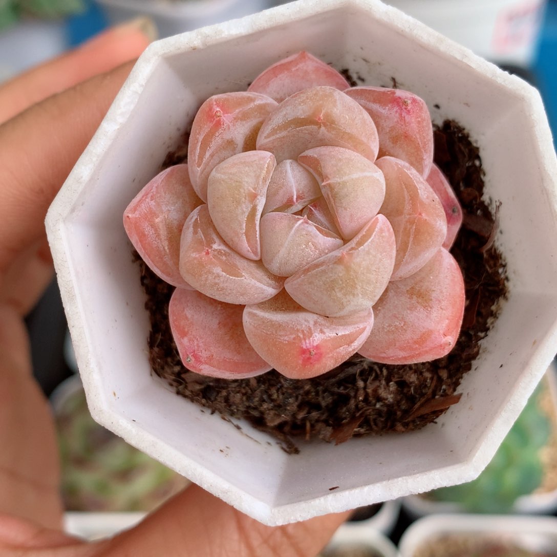 95糖心58包邮  群生不包整 