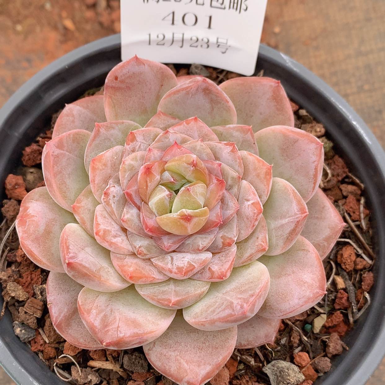 【闪购商品】云401号
