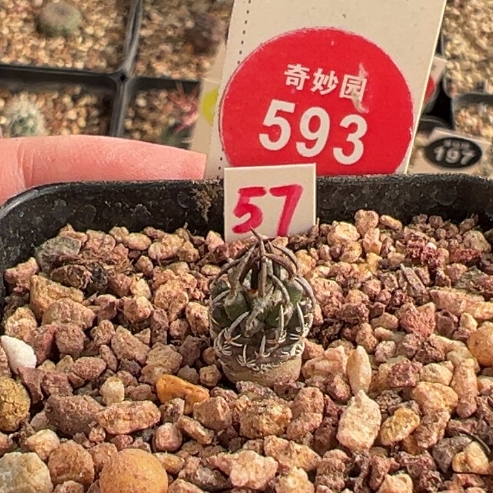 实生优选伯德克升龙丸娇丽1cm