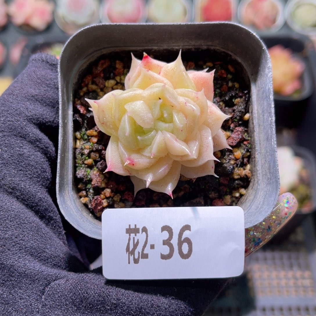 红陶花利美2-36麦秆双心