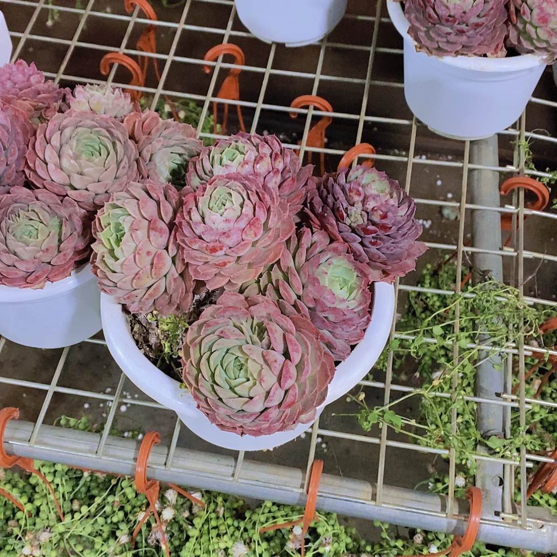 朱砂痣多肉老桩整桩特价