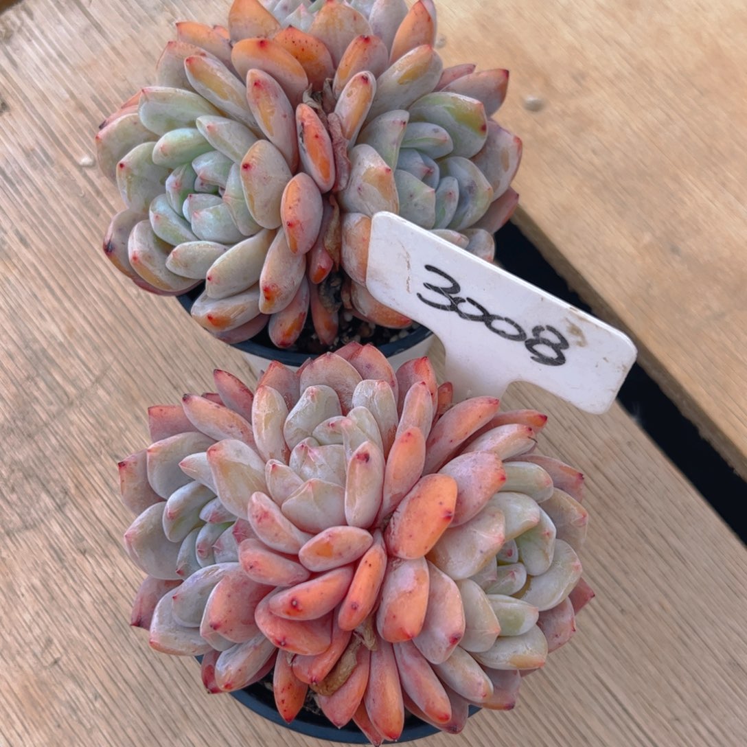 草*酥三头橙梦露3008号两颗