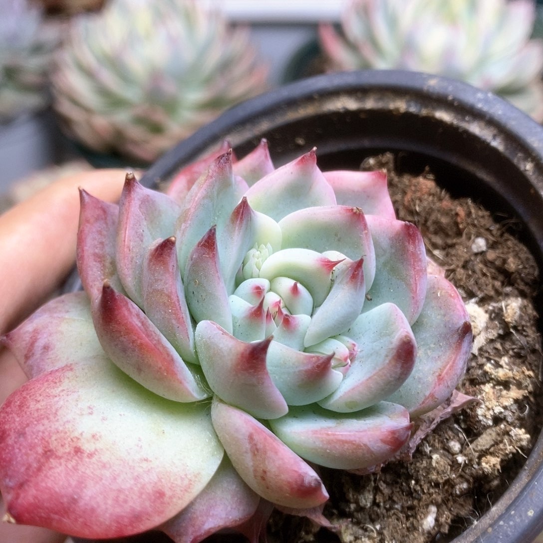 153锦锦锦锦锦锦锦锦