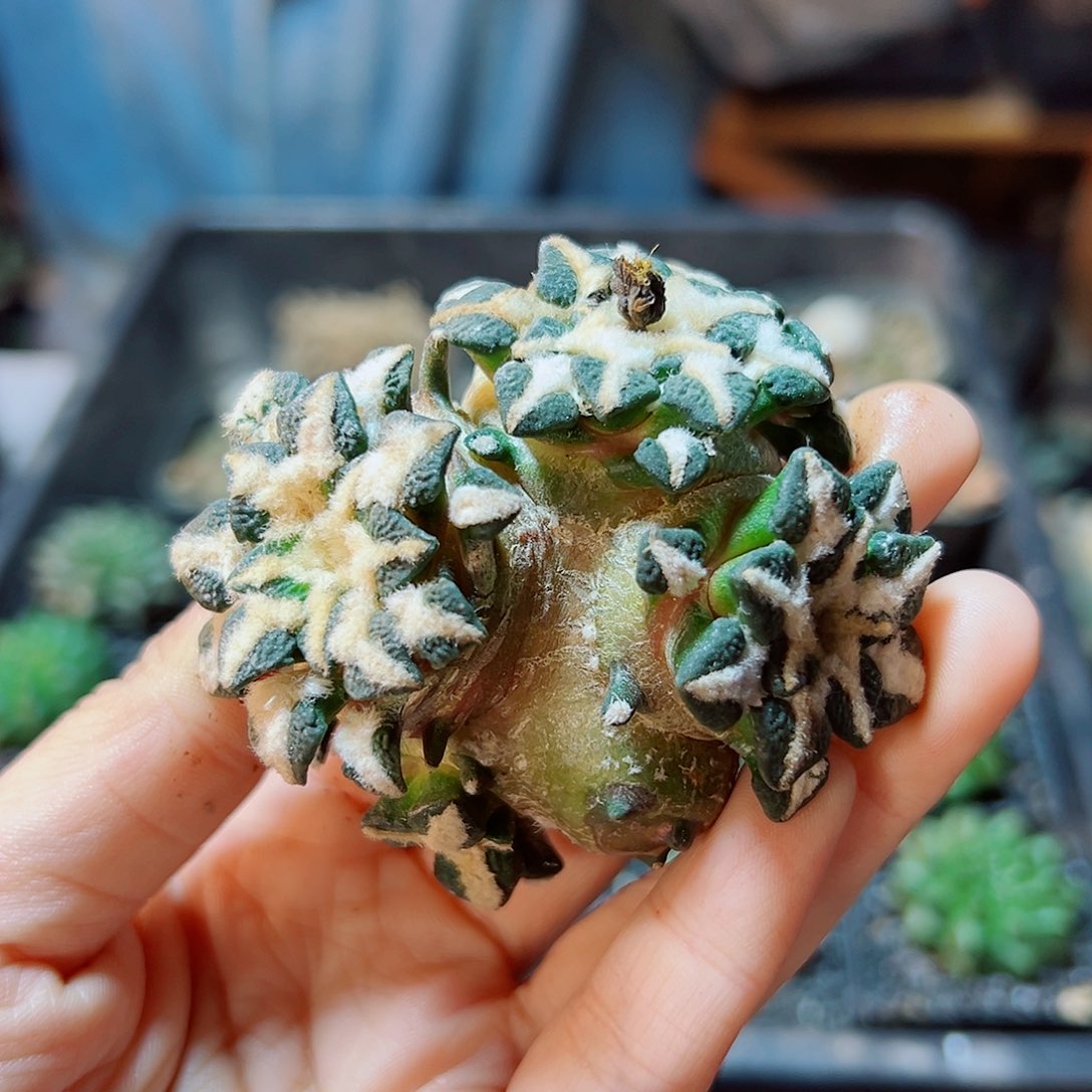 25号黑牡丹石化无根6.3公分