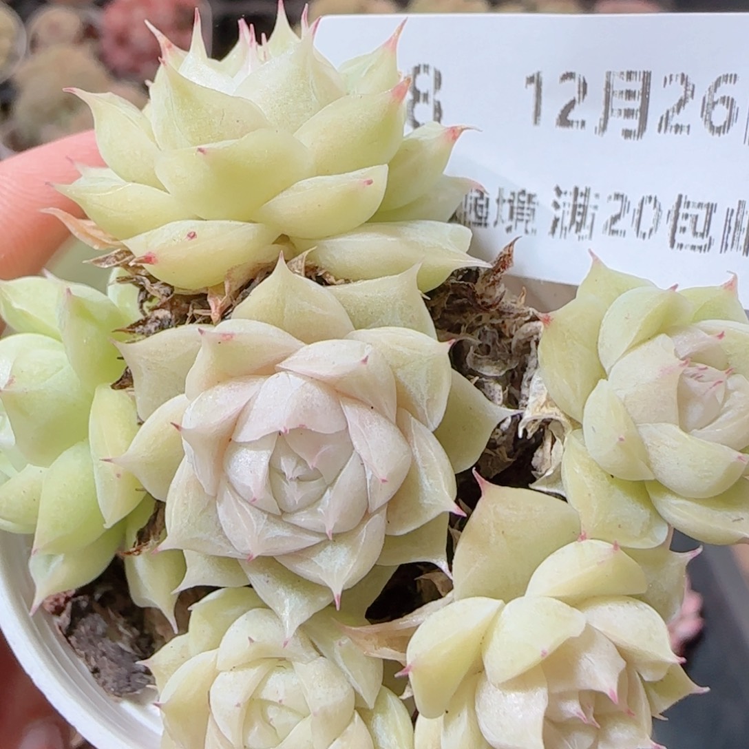 花语多肉1226-98散