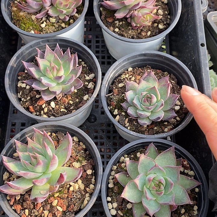 268多肉植物盆栽花卉