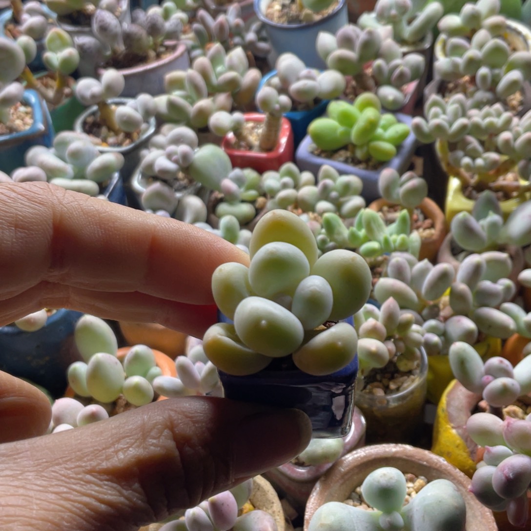 小叶蛋黄奶酪多肉