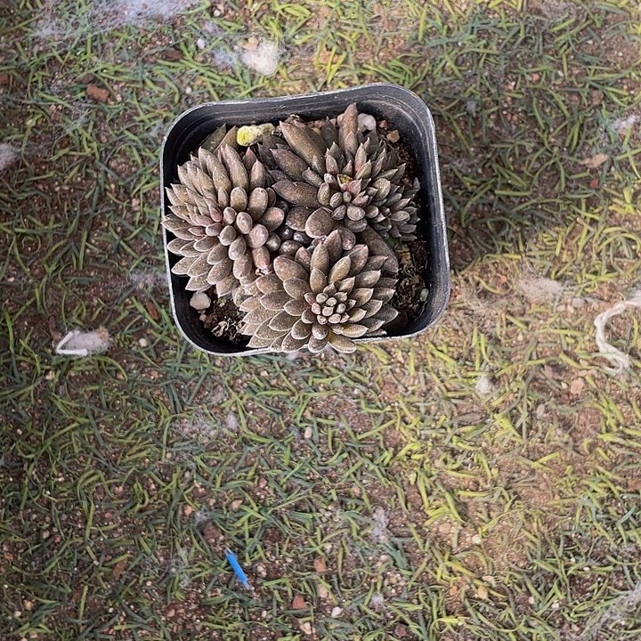 颠失联带盆土发货