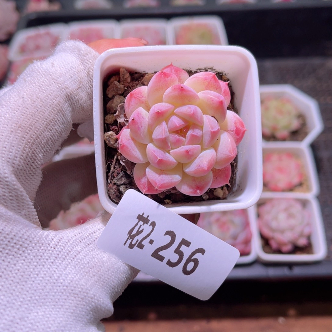 花02-256白桃汽水