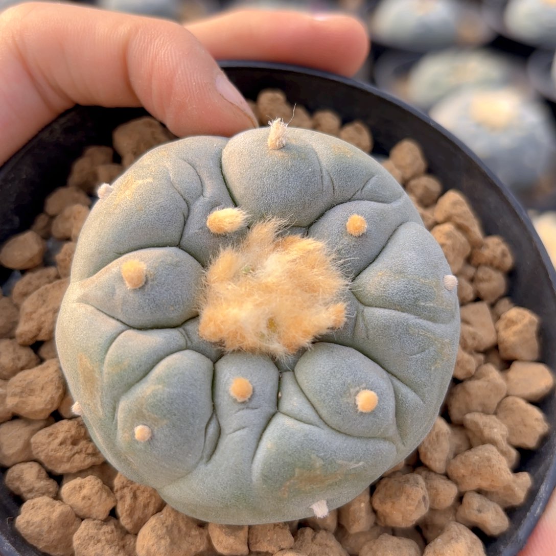 G609g g g g g g g g g