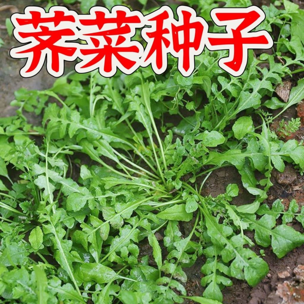 【5包包邮】野生荠荠菜种子大叶四季菜籽香蔬菜种籽孑菜种野