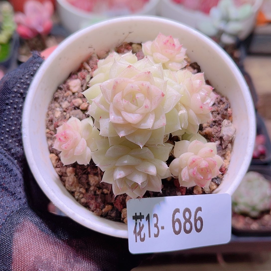 花利美13-686白天鹅