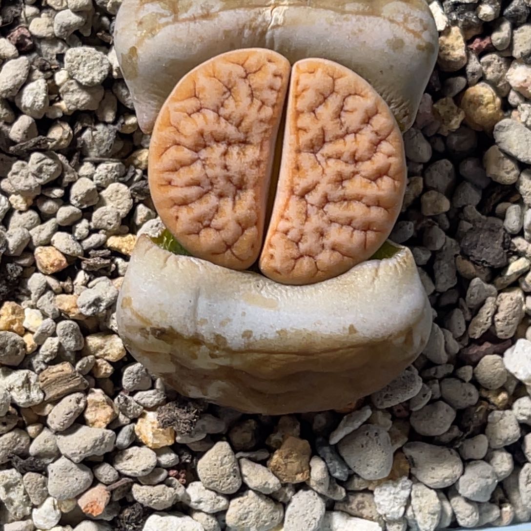 7924凹凸睫毛拿铁189