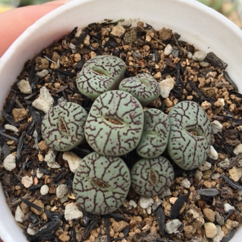 多肉肉锥 8头墨小锥