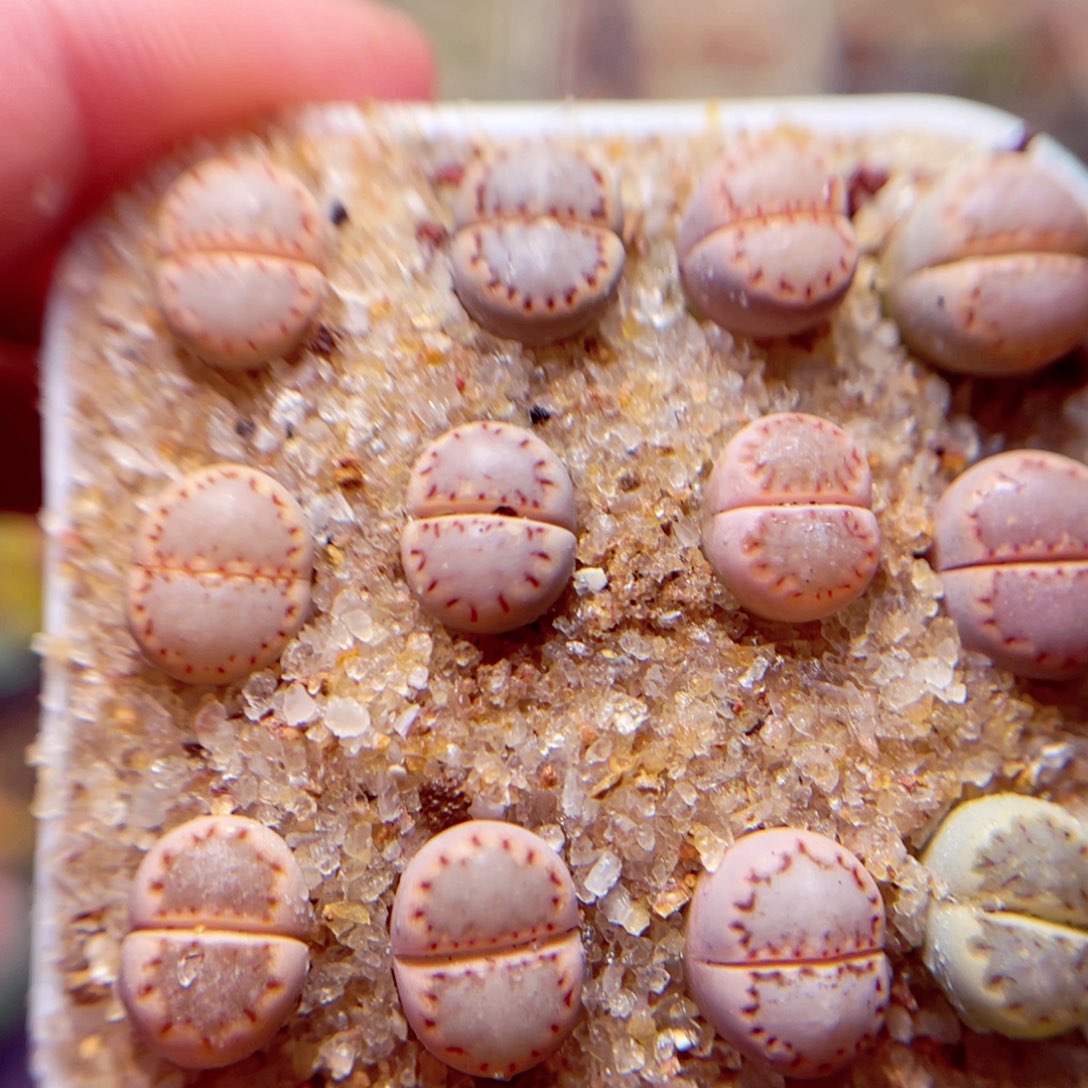 263号带盆包邮发货