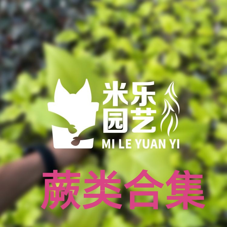 鹿角蕨，补差价补运费直播，一物一拍，拍前联系客服