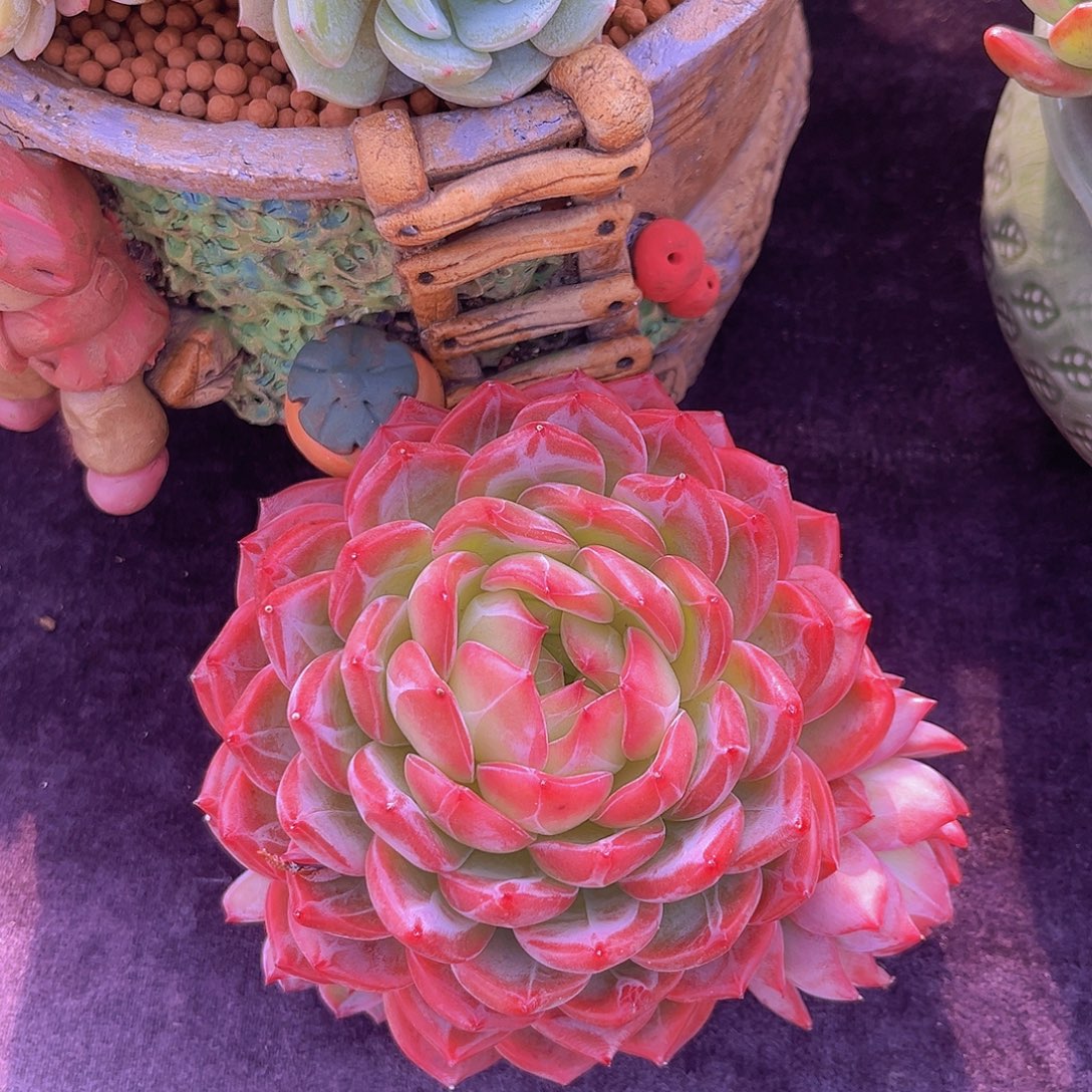 红鸾多肉植物多肉