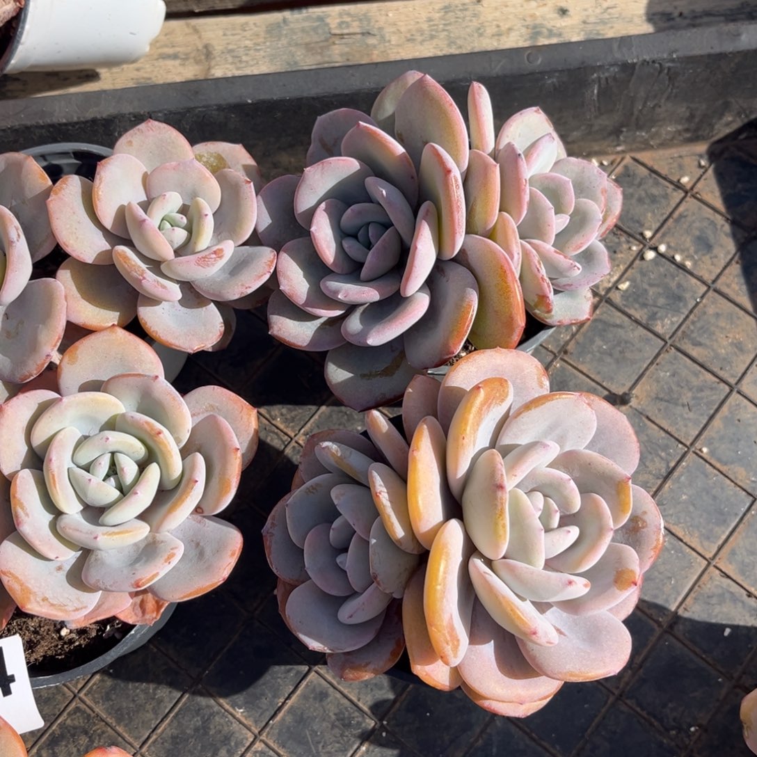 ****祝955橙梦露橙梦露橙梦露